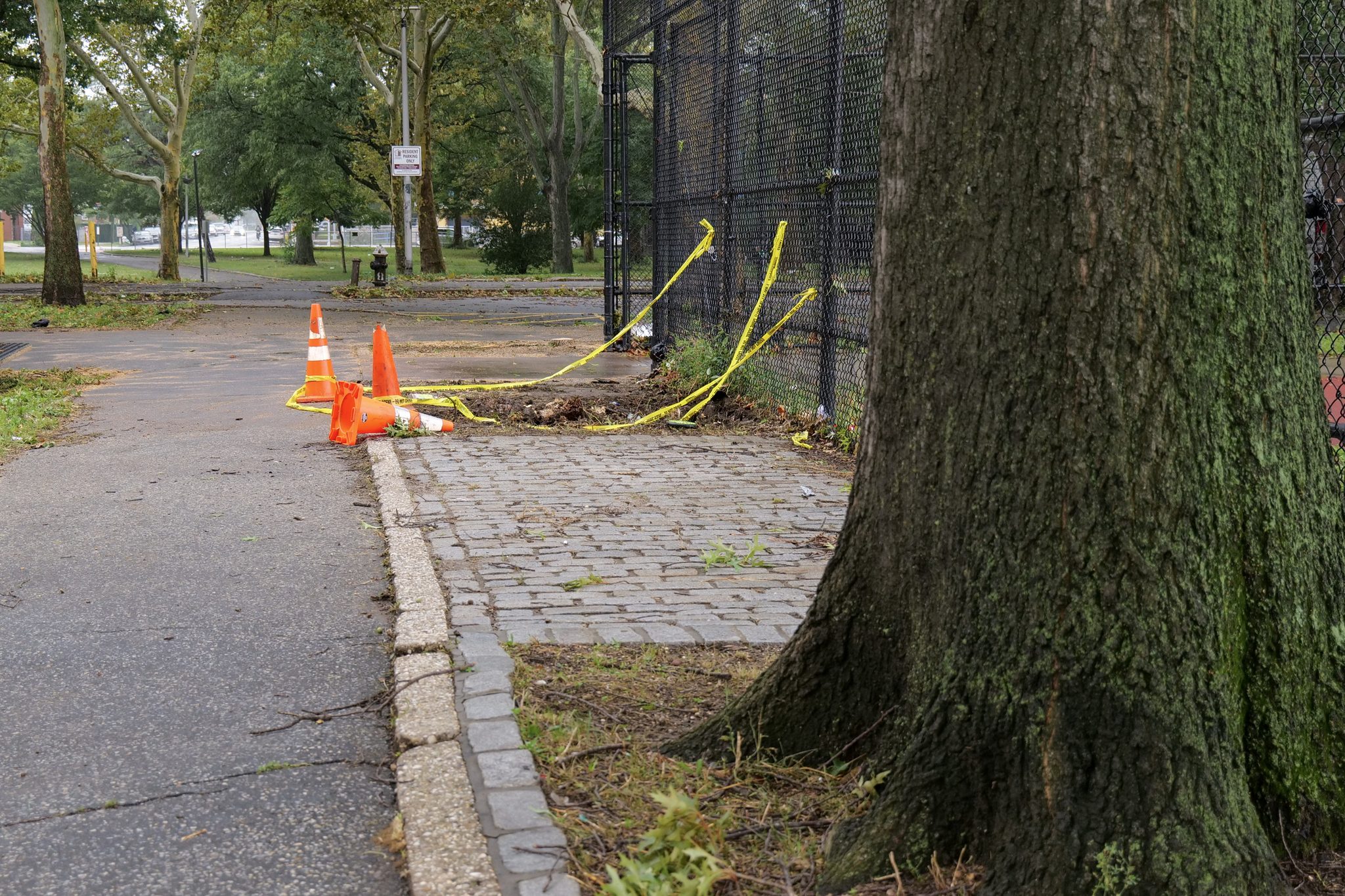 Yellow caution tape and orange traffic cones surround a patch of uprooted ground beside a chain-link fence and a cobblestone walkway at the Cypress Hills Houses, with a large tree trunk in the foreground.